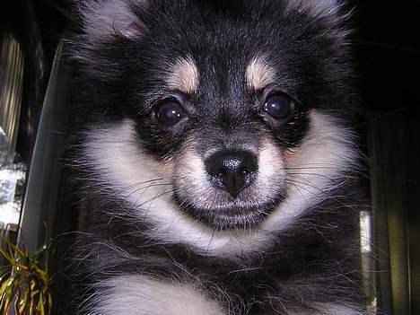 Pomeranian Rex billede 7