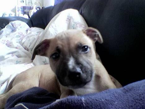 Staffordshire bull terrier Boss * R I P * <3 - Hvad mon der sker her..? billede 1