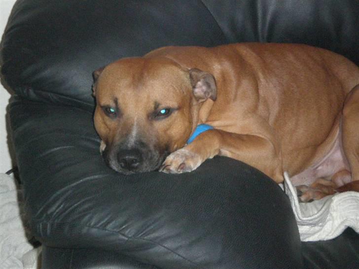 Staffordshire bull terrier Boss * R I P * <3 - nyt billede 2.11.2007 billede 2