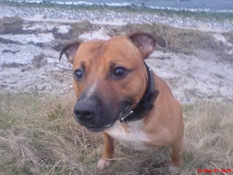 Staffordshire bull terrier Boss * R I P * <3 - nyt 15.03.07 billede 3