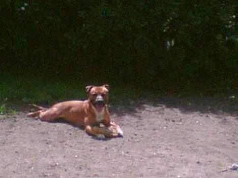 Staffordshire bull terrier Boss * R I P * <3 - Nyt billede 04.12.05 billede 4