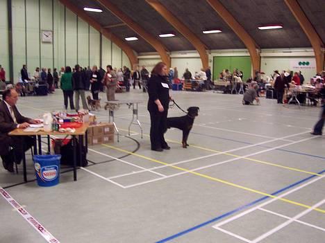 Rottweiler Sostack`s Dian R.I.P - Dian & mor til udstilling i Esbjerg billede 11
