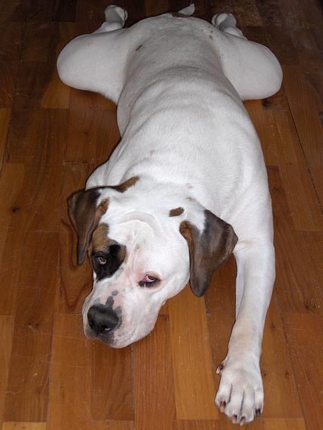 Blanding af racer Nalla 5/11 - Nogen der vil kysse Nalla frøen?? c",) billede 18