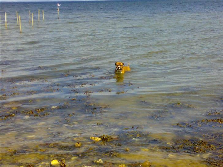 Amerikansk staffordshire terrier Arex - arex ude og svømme det elsker han billede 11