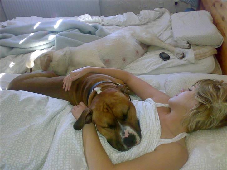 Amerikansk staffordshire terrier Arex billede 12