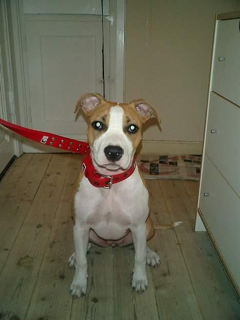 Amerikansk staffordshire terrier Malou billede 1