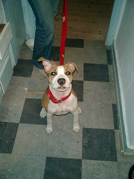 Amerikansk staffordshire terrier Malou billede 2