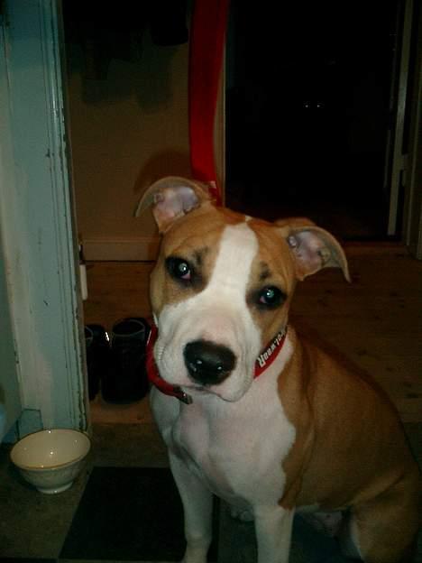 Amerikansk staffordshire terrier Malou - hmm billede 3