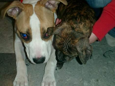 Amerikansk staffordshire terrier Malou billede 4