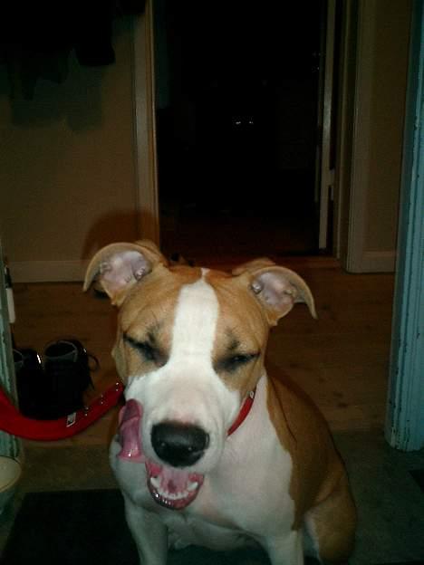 Amerikansk staffordshire terrier Malou billede 5