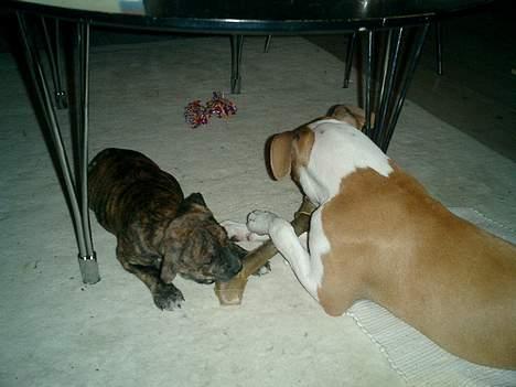 Amerikansk staffordshire terrier Malou billede 6