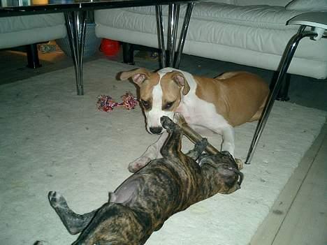 Amerikansk staffordshire terrier Malou billede 7