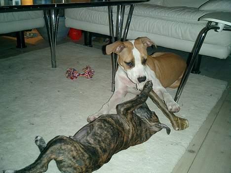 Amerikansk staffordshire terrier Malou billede 8