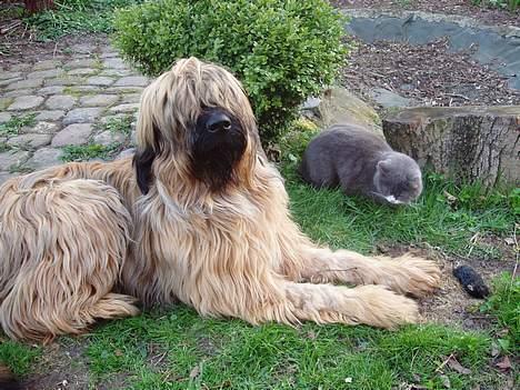 Briard Carla Maxima - En lille gave til Carla fra Line " the cat" - 1 stk. muldvarpe :o)))) - 21.April 2005 billede 14