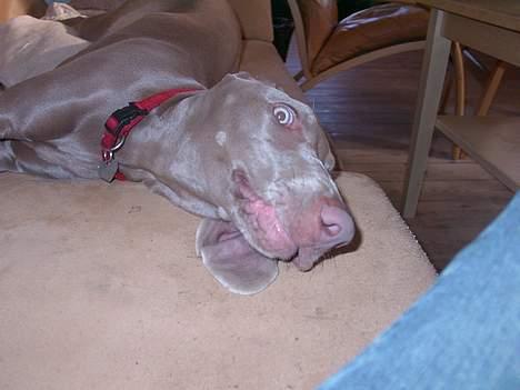Weimaraner Hot Shoot's Eleu "Himmelhund" - Min sofa, pil af! (5 md.) billede 11
