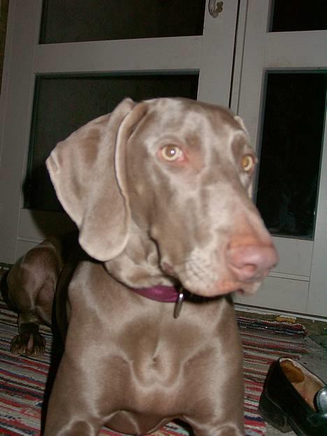 Weimaraner Hot Shoot's Eleu "Himmelhund" - Smuk 13 md. billede 12