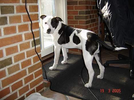 Amerikansk staffordshire terrier khao billede 11