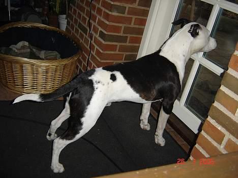 Amerikansk staffordshire terrier khao billede 12