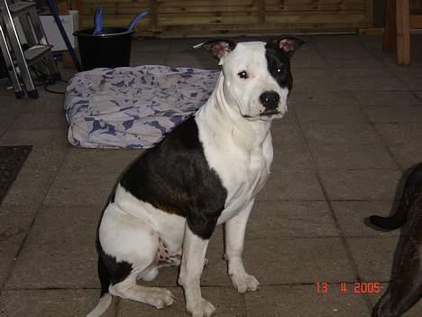 Amerikansk staffordshire terrier khao billede 13