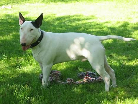 Bullterrier Nimbus billede 8