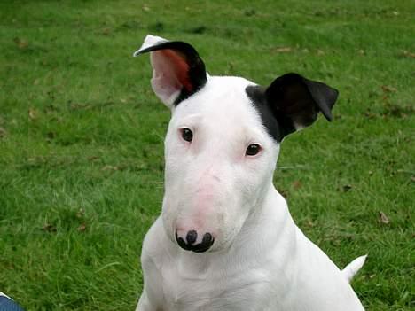 Bullterrier Nimbus - Ja det var dengang  jeg var køn hehe  billede 9