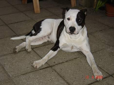 Amerikansk staffordshire terrier khao billede 14