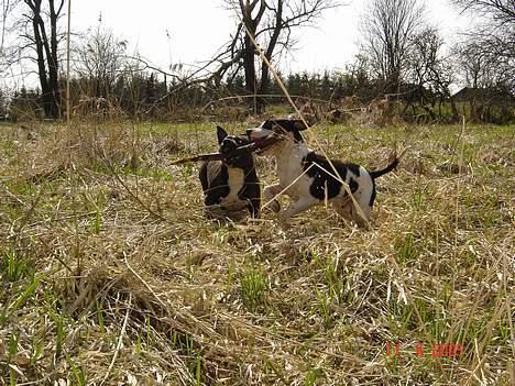 Amerikansk staffordshire terrier khao billede 16