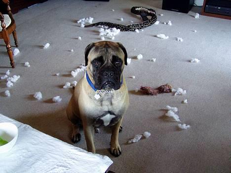 Bullmastiff ~OZZY~ Lækkerdrengen!     - Neejjj Moar, Det var altså ikke mig....Skal siges at det var lillebror der har taget livet af deres slange. billede 12