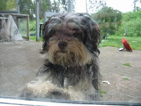 Løwchen latinas bella donna - NYT!! billede 1