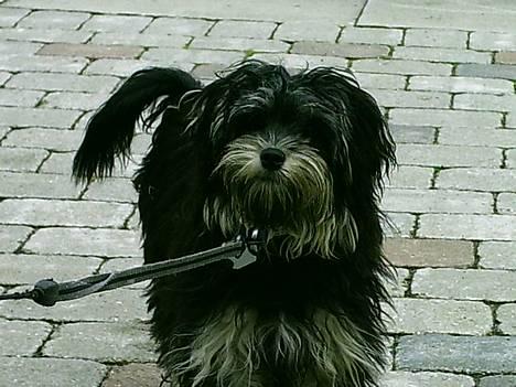 Løwchen latinas bella donna - øhh hvad har d gang i ditte billede 2