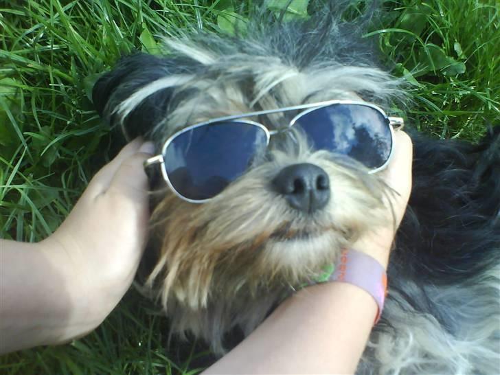 Løwchen latinas bella donna - hej hej..<33 billede 3