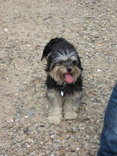 Løwchen latinas bella donna - min lille søster og bella...<´3 billede 4