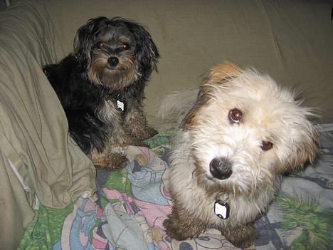 Løwchen latinas bella donna - bella <33 og romy<33 billede 5