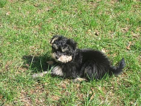 Løwchen latinas bella donna - dejligt at slikke sol... billede 6