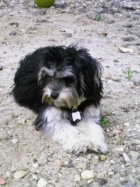 Løwchen latinas bella donna - bella billede 7