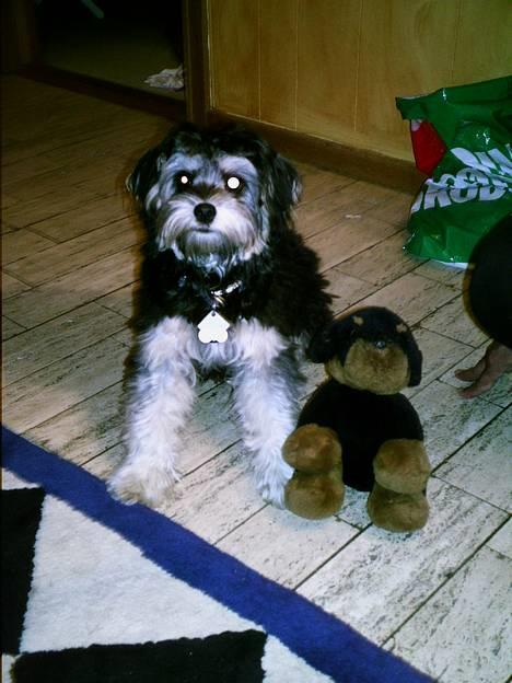 Løwchen latinas bella donna - bella og hendes bedste bamse bruno billede 8