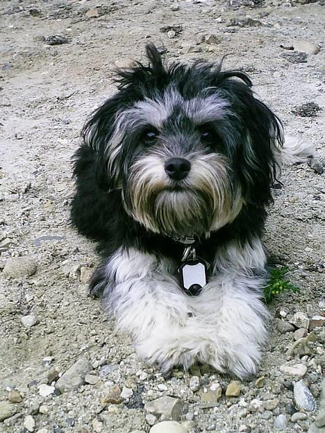 Løwchen latinas bella donna - i drømme verden billede 9