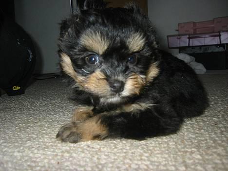 Løwchen latinas bella donna - Bella 8 uger gammel-.. billede 10