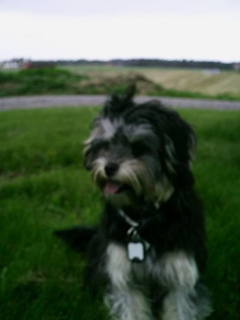 Løwchen latinas bella donna - Sit bella sit billede 11