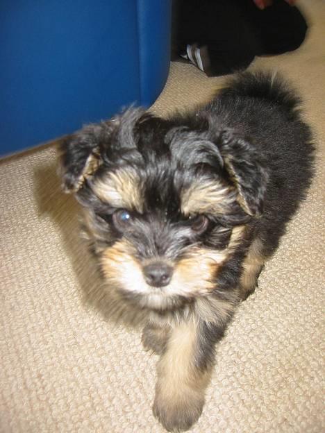 Løwchen latinas bella donna - Hey smukke..<33 billede 12