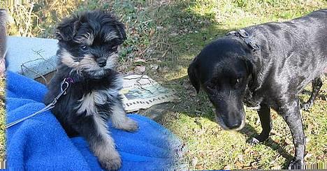 Løwchen latinas bella donna - mig og fie billede 13