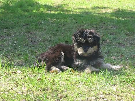 Løwchen latinas bella donna - åhhh...... jeg tager lige en slapper billede 14