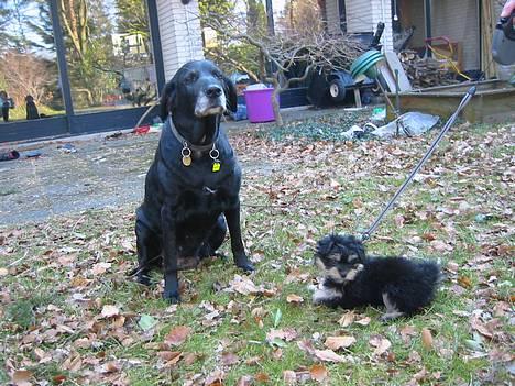 Løwchen latinas bella donna - Mig og min bedste ven Fie.. billede 15