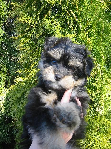 Løwchen latinas bella donna - Miaw..Hvor?? billede 16