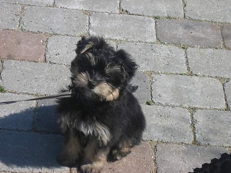 Løwchen latinas bella donna - Se hvor fin jeg er!! billede 17