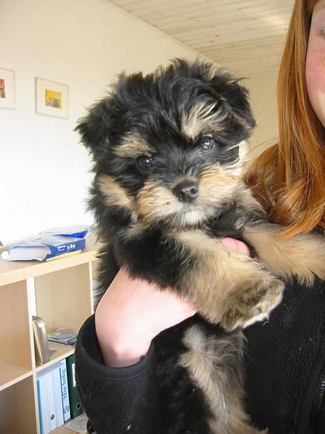 Løwchen latinas bella donna - Mig og Ditte..<33 billede 18