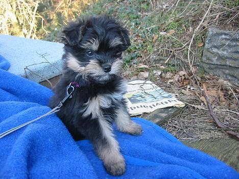 Løwchen latinas bella donna - Fotomodel! billede 19