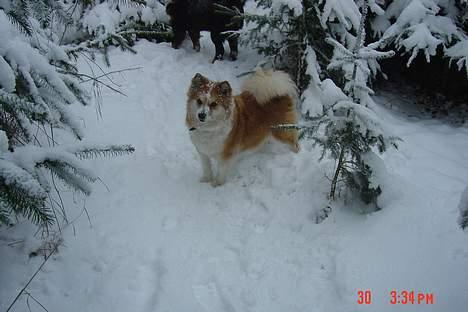 Islandsk fårehund Brana - Smukke Brana er med i skoven! billede 1