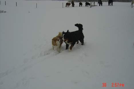 Islandsk fårehund Brana - Kom bare an, Sui! billede 2