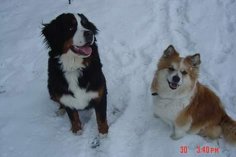 Islandsk fårehund Brana - Smiiiil til fotografen billede 3